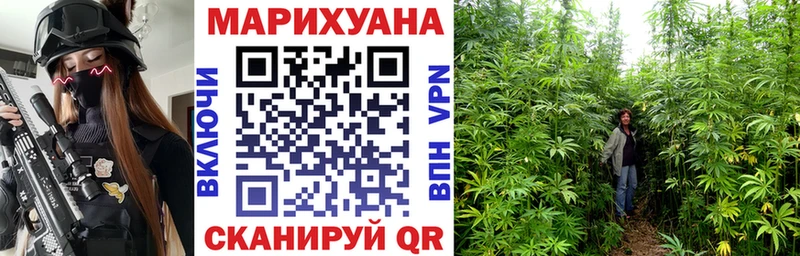 Каннабис OG Kush  Каргат 